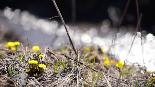 Flores perto de um rio no parque — Vídeo de Stock