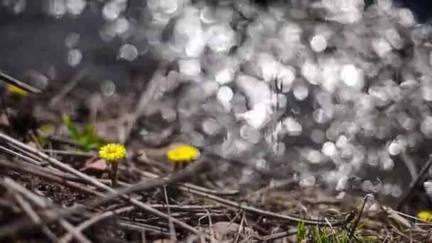 Квіти біля річки в парку — стокове відео