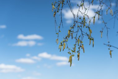 Yeşil Birch bahar tomurcukları.