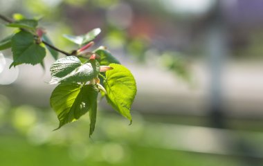 Baharda yeşil yapraklar