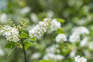 Bahar arka plan kuş kiraz