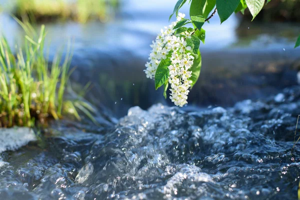 Fond printanier cerise sur l'eau — Photo