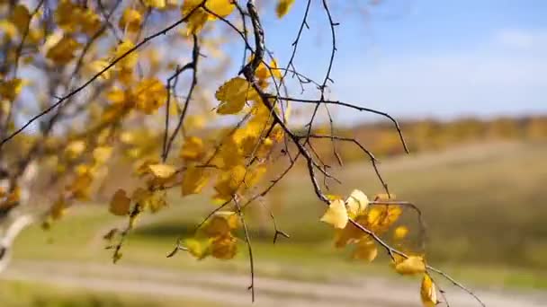 Hojas de otoño en el viento (compilación ) — Vídeos de Stock