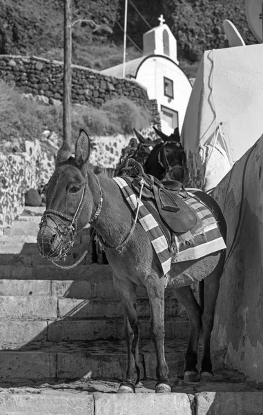 Santorini - El burro en el puerto de Amoudi bajo Oia —  Fotos de Stock