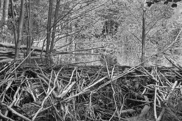 La presa de castor en el arroyo en el bosque de Little Carpathian - Eslovaquia —  Fotos de Stock