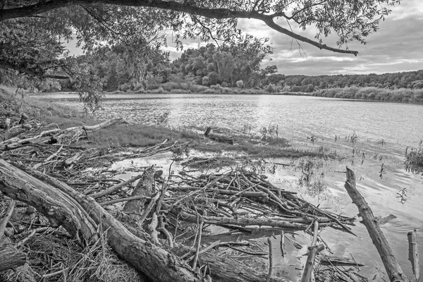 Floresta aluvial à beira-mar do Danúbio no parque nacional Donau-Auen, na Áustria. — Fotografia de Stock