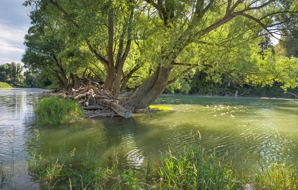 Foresta alluvionale sul lungomare del Danubio nel parco nazionale Donau-Auen in Austria. — Foto Stock