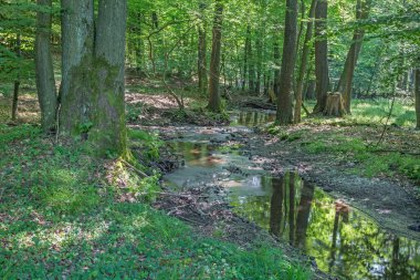 Little Carpathian - Slovakya Ormanındaki Nehir