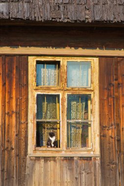 ZDIAR, SLOVAKIA - 13 EYLÜL 2016: Eski sığınak penceresindeki kedi ve yüz.