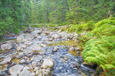 Yüksek Tatras - Dağ Deresi.