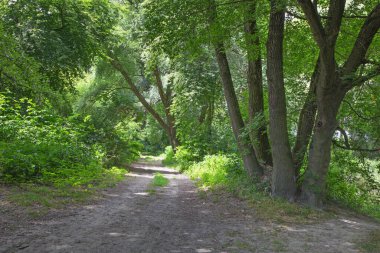 Avusturya 'daki Donau-Auen Ulusal Parkı' ndaki Tuna 'nın rıhtımındaki alüvyon ormanında.
