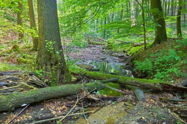 Little Carpathian tepelerindeki küçük dere - Slovakya