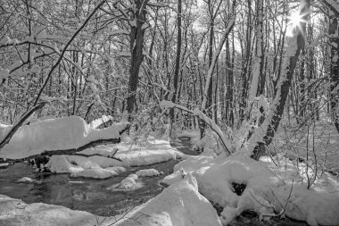 Little Carpathian tepelerindeki kış ormanındaki dere - Slovakya 