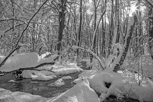 Little Carpathian tepelerindeki kış ormanındaki dere - Slovakya 