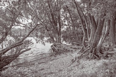 Avusturya 'daki Donau-Auen Ulusal Parkı' nda Tuna 'nın rıhtımındaki Alüvyon Ormanı.