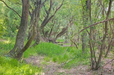 Avusturya 'daki Donau-Auen Ulusal Parkı' nda Tuna 'nın rıhtımındaki Alüvyon Ormanı.