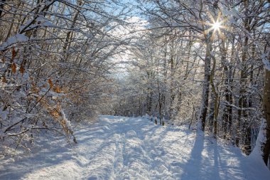 Little Carpathian tepelerindeki kış ormanı ve yol - Slovakya