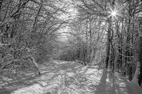 Χειμερινό Δάσος Και Δρόμος Στο Little Carpathian Λόφους Σλοβακία — Φωτογραφία Αρχείου