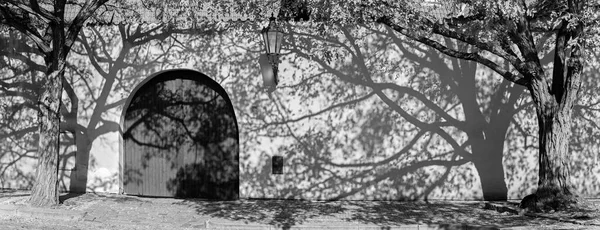 Prague Acacias Wall Capuchins Cloister — Stock Photo, Image