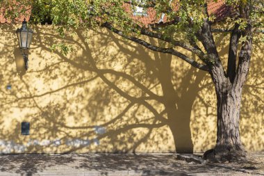 Prag - Capuchins Manastırı Duvarı 'nın Akasyaları.