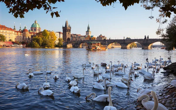 Praga Puente Carlos Los Cisnes Río Moldava — Foto de Stock