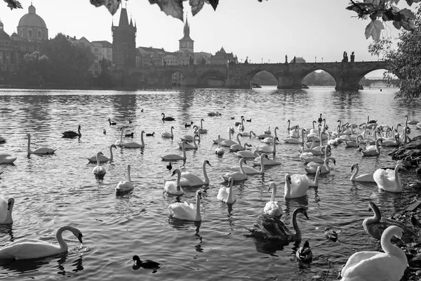 Praga Puente Carlos Los Cisnes Río Moldava — Foto de Stock