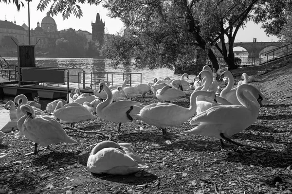 Prag Karlsbrücke Und Schwäne Auf Der Moldau — Stockfoto