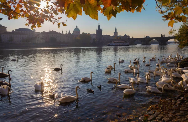 Praga Most Karola Łabędzie Nad Wełtawą — Zdjęcie stockowe