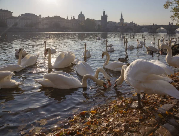 Praga Most Karola Łabędzie Nad Wełtawą — Zdjęcie stockowe