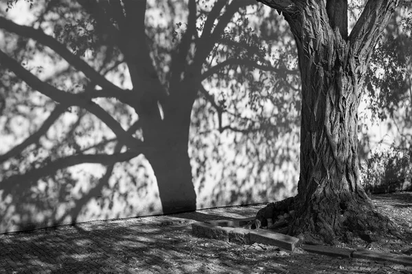 Prague Shadows Acacias Wall Capuchins Cloister — Stock Photo, Image