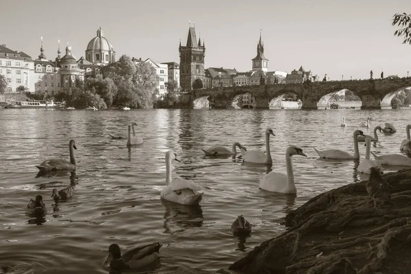 Prague Charles Bridge Swans Vltava River — Stock Photo, Image