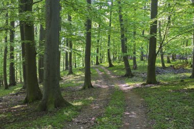 Küçük Karpat Tepeleri Ormanı - Slovakya