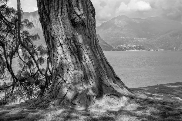 Bellagio Stara Śródziemnomorska Sosna Nabrzeżu Jeziora Como — Zdjęcie stockowe