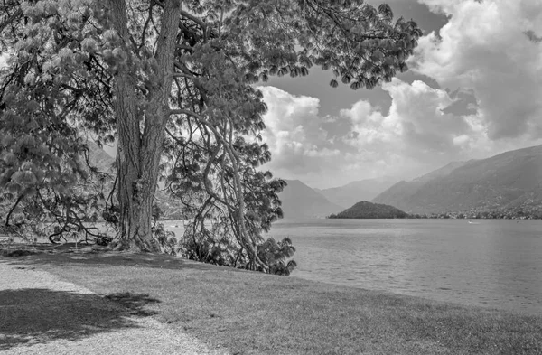 Bellagio Old Mediterranean Pine Waterfront Como Lake — Stock Photo, Image