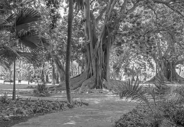 Cordoba Parken Jardines Agricultura — Stockfoto