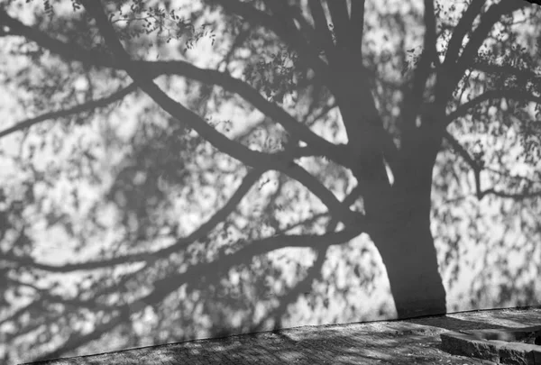 Prague Acacias Wall Capuchins Cloister — Stock Photo, Image