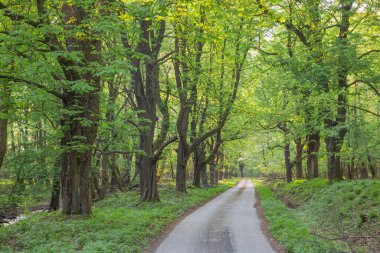 Little Carpathian tepelerindeki Kestane Sokağı - Slovakya