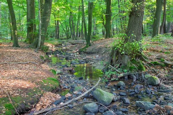 Ruisseau Dans Forêt Petites Collines Des Carpates Slovaquie — Photo