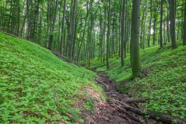 Kayın ormanındaki küçük dere