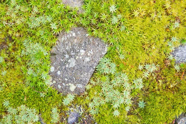 Moos et lichen - arrière-plan — Photo