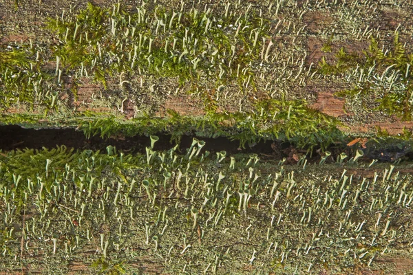 Moos and lichen on the old stem - background — Stock Photo, Image