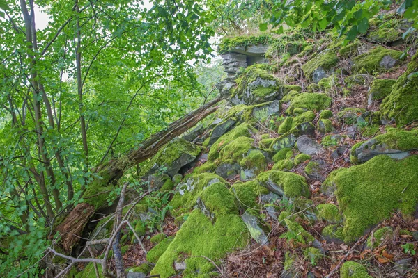 A floresta perto do antigo poço de pedra — Fotografia de Stock