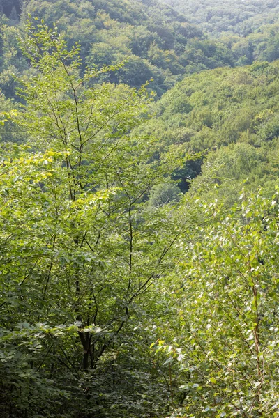 Outlook над мало карпатських лісів - Словаччина — стокове фото