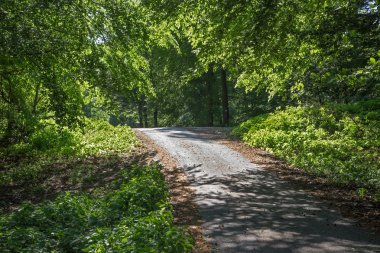 Yaz şekilde orman küçük Karpat - Slovakya