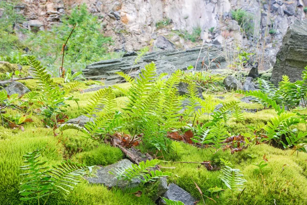 The bracken in the old stone pit — Stock Photo, Image