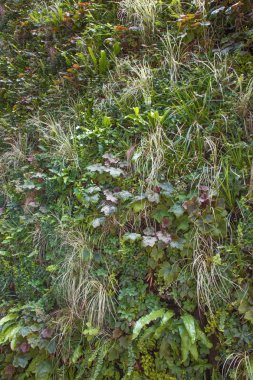 yeşil duvar - dikey Bahçe