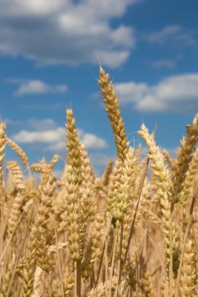 Corn for the harvest and the blue sky — Stock Photo, Image