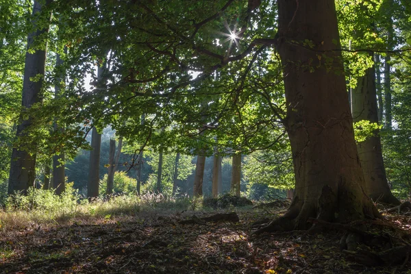 Floresta de faia Summern em Little Carpathian - Eslováquia — Fotografia de Stock