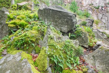 eski taş çukurunda bracken