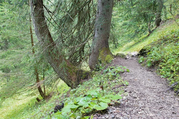 Passeggiata nella foresta di abeti rossi delle Alpi — Foto Stock